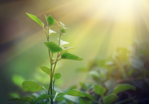sun shining on a growing plant, depicting sustainable growth